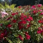 🌹 РОЗА 🌹 Rosa x polyantha Friendly® Red Meiariba, снимка 2