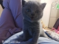 Британски котета, снимка 3
