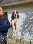 Продавам трицветни гончета, снимка 4