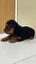 Йоркширски Териер / Йорки / Yorkie / Yorkshire Terrier, снимка 2