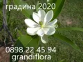 Магнолия - Magnolia НАЛИЧНИ 21 ВИДА Студоустoйчиви, снимка 6