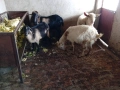 Продавам две кози и два пръча, снимка 5