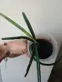 Хоя, hoya insularis, снимка 3