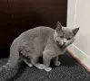 Британски късокосмести, снимка 1