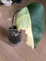 Monstera Aurea Tricolor (Marmorata), снимка 4