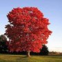 Червен американски дъб / Quercus rubra, снимка 1 - Градински цветя и растения - 42069362
