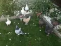 Птодавам гълъби модена, снимка 4
