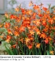 КРОКОСМИЯ (Crocosmia) - РАЗЛИЧНИ СОРТОВЕ (ЛУКОВИЦИ), снимка 2