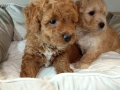 Малки кавапу пудели, снимка 11