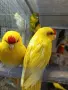 Различни видове екзотични птици , снимка 2
