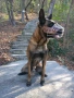Белгийска овчарка Обучена , снимка 6