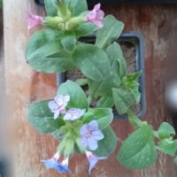 Лилаво розова горска иглика, снимка 2 - Градински цветя и растения - 44479269