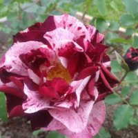 Роза 53, снимка 3 - Градински цветя и растения - 41820734