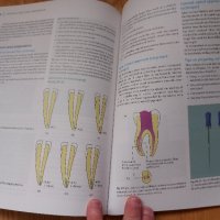 Ендодонтия -Oxford, снимка 6 - Специализирана литература - 43911024