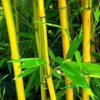Бамбук студеноустойчив с корен, снимка 9 - Градински цветя и растения - 41115267