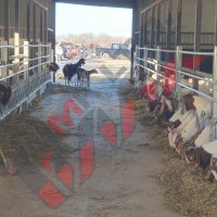 Хранителни решетки със заключващ механизъм за овце и кози, снимка 2 - За селскостопански - 34655140