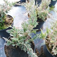 Хвойна Блу Чип, Juniperus hor. Blue Chip , снимка 7 - Градински цветя и растения - 39298508