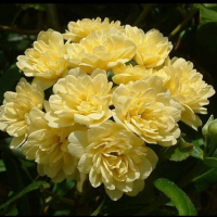Жълта роза на Лейди Банкс, снимка 1 - Градински цветя и растения - 44834626