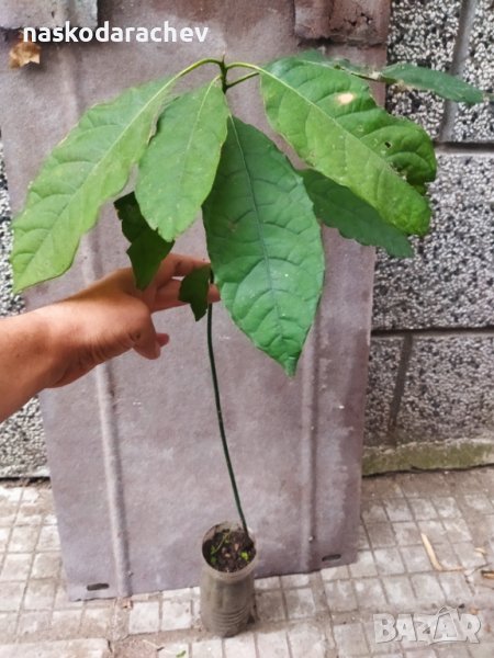 Авокадо растения , снимка 1