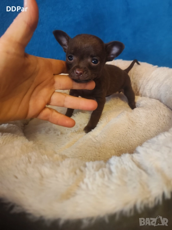 Мини чихупинчери , снимка 1