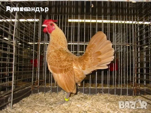 Кокошка зибрайт, снимка 1