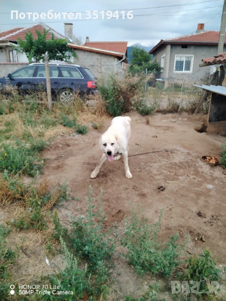 Продавам Сао Алабай, снимка 1