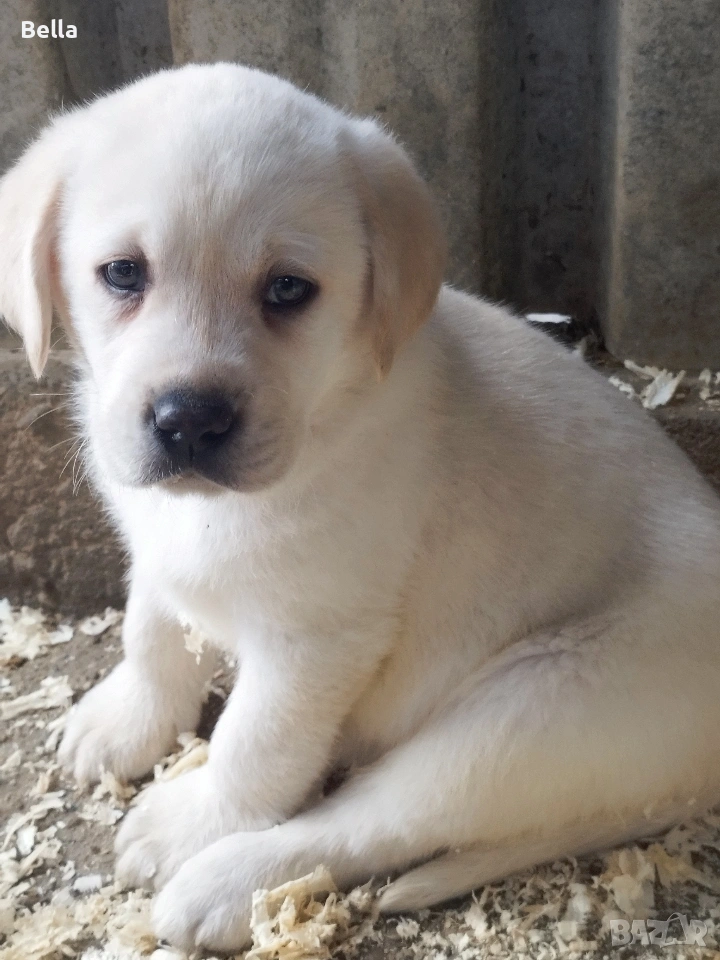 Лабрадор ретривър , снимка 1