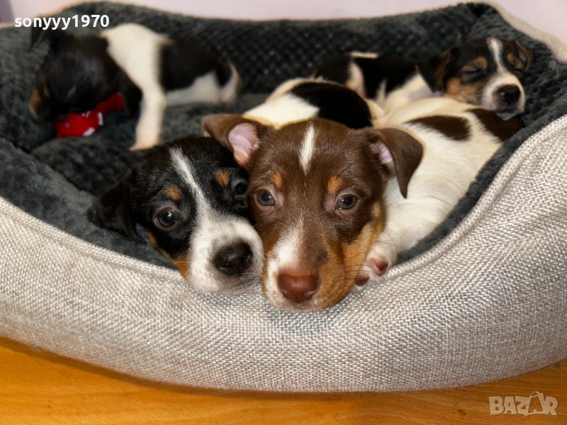 ПРОДАВАМЕ ЖЕНСКО КУЧЕНЦЕ ДЖАК РЪСЕЛ 2210251529, снимка 1