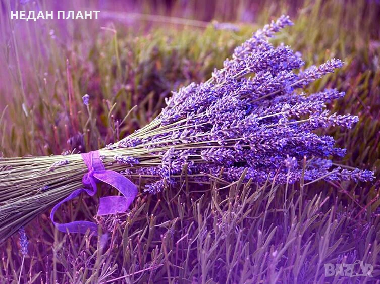 Лавандула , снимка 1