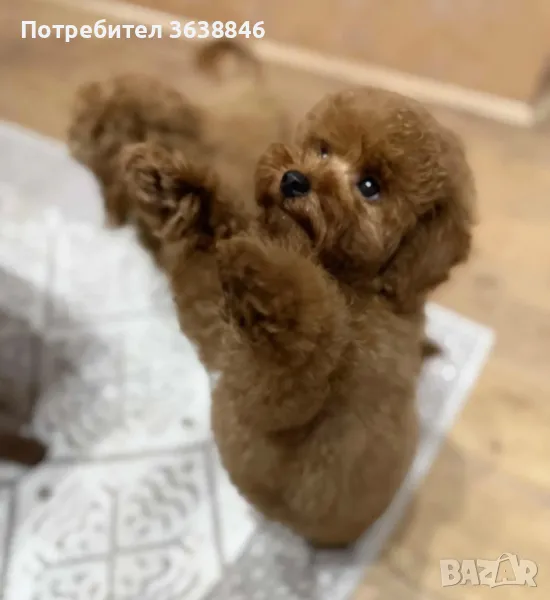 Мини пудел, снимка 1