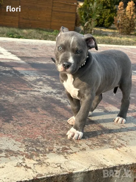 pitbull blue nose xl, снимка 1