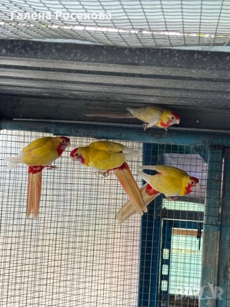 Пенантови розели, снимка 1