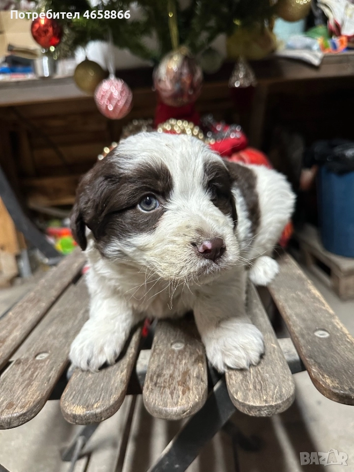 Бебе каракачанка, снимка 1