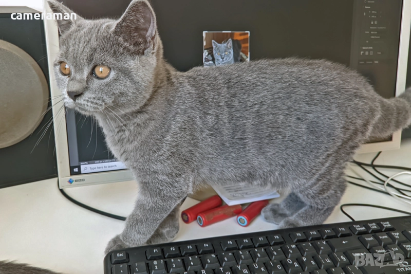 Мъжко британче(Scottish Straight), снимка 1