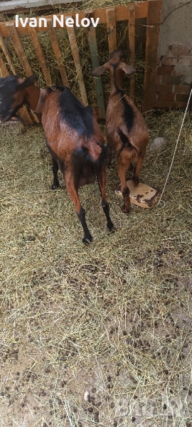 продавам две кози и едно женско яре, снимка 1