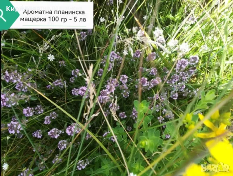 мащерка, снимка 1