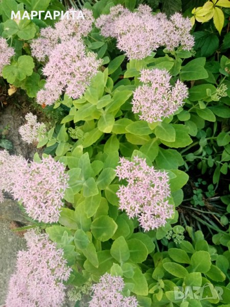 Растение Дебела Мара, снимка 1