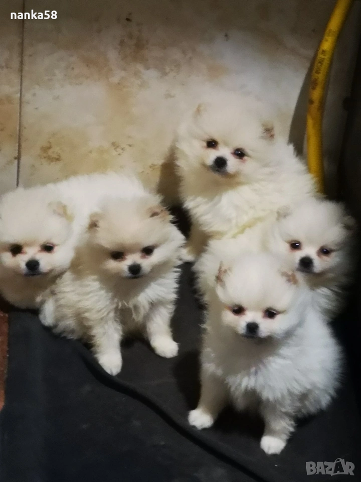 Продавам померани, снимка 1