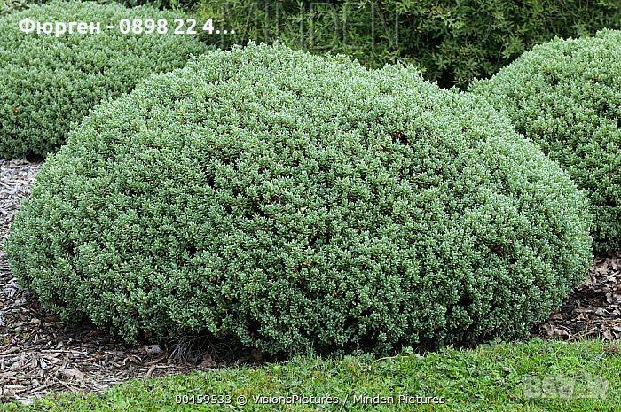 Хебе - зелено (Hebe pungifolia) Цена 7лв, снимка 1