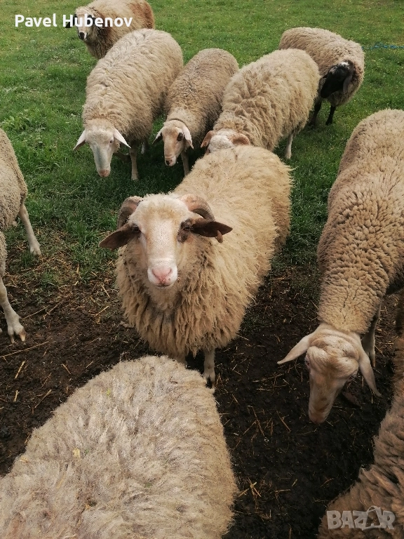 Шилета, снимка 1