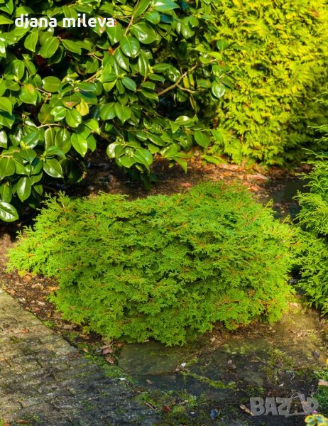 Chamaecyparis Pygmaea, снимка 1