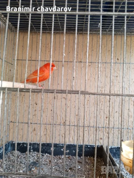 продавам канари , снимка 1