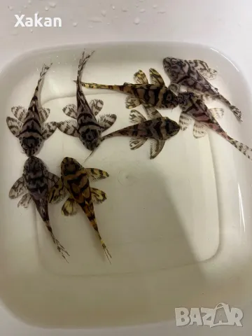 L 236 SW и SY 6.5-7см, снимка 2 - Рибки - 50275511