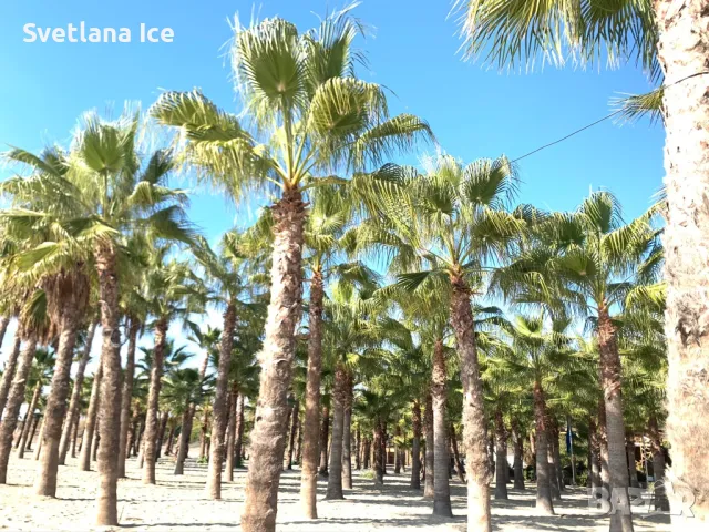 Къща за гости Албатрос -Керамоти, снимка 16 - Къщи - 49623300