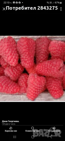 Продавам разсад ягоди , снимка 8 - Сортови семена и луковици - 49800193