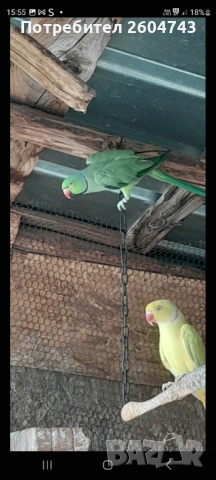 Продавам различни видове папагали , снимка 14 - Папагали - 52892178
