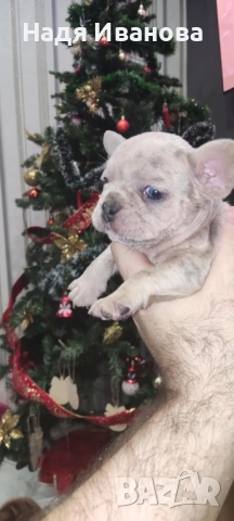 Френски булдог - Мерле, снимка 16 - Френски булдог - 52795127