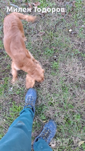 Куче търсач на трюфели , снимка 5 - Кокер шпаньол - 52158618