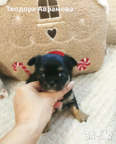 Дългокосмести момичета чихуахуа, снимка 8 - Чихуахуа - 52820965