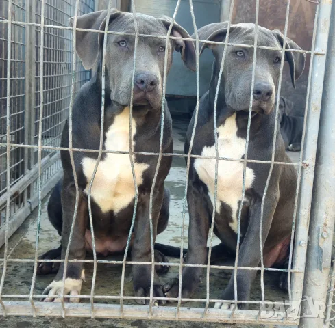 Американско Були Ххл American bully XXl , снимка 3 - Питбул - 56316424